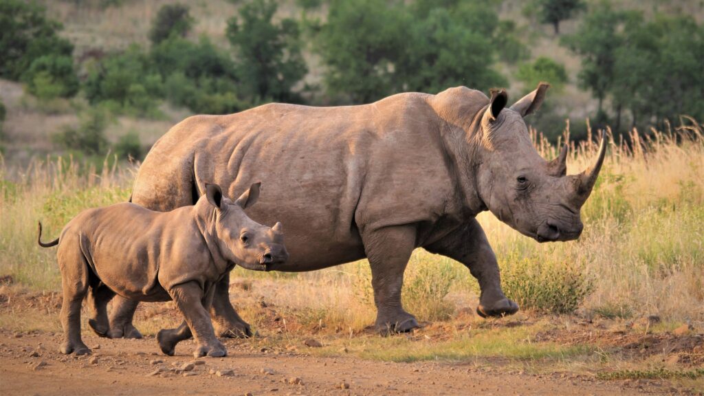 Kaziranga National Park